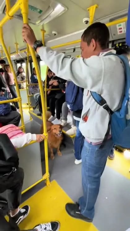 El perro causó ternura entre los usuarios
