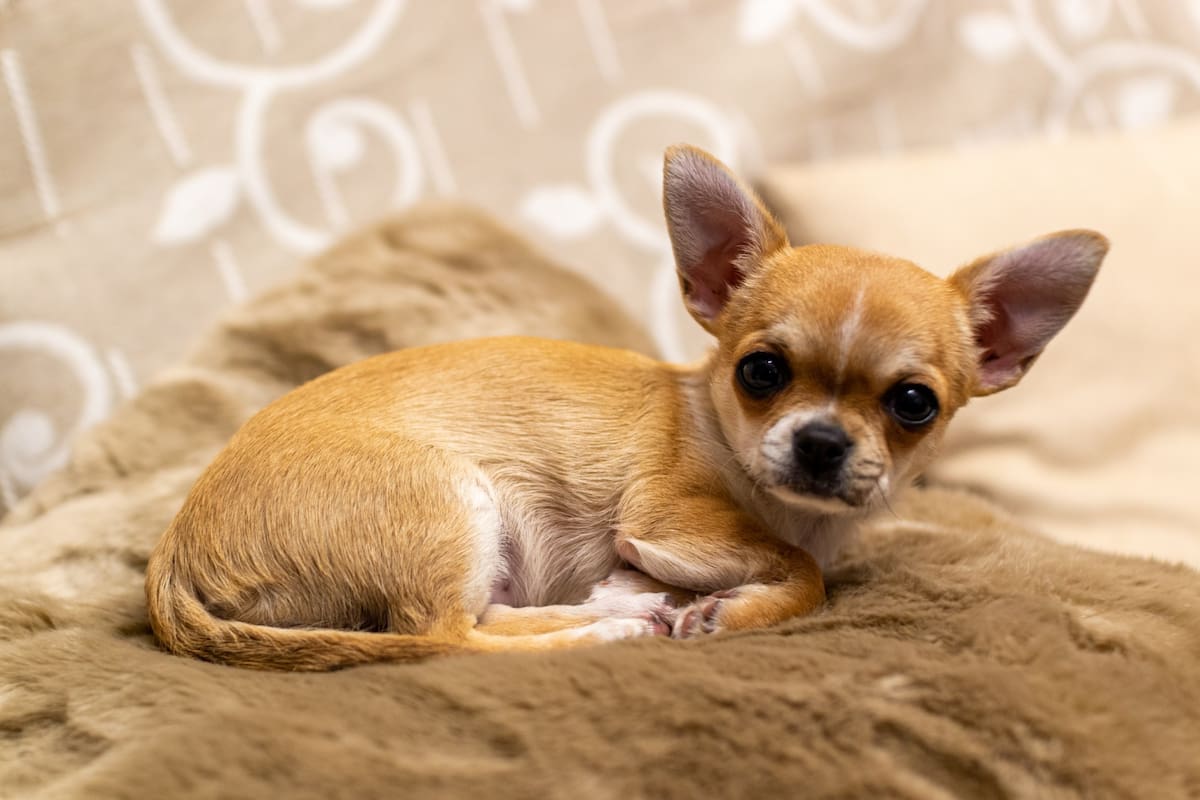 El perro chihuahua de una mujer logró sobrevivir gracias a un acto de amor