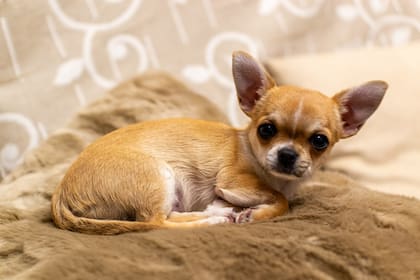 El perro chihuahua sufre del frío por su bajo peso corporal y su poco pelo