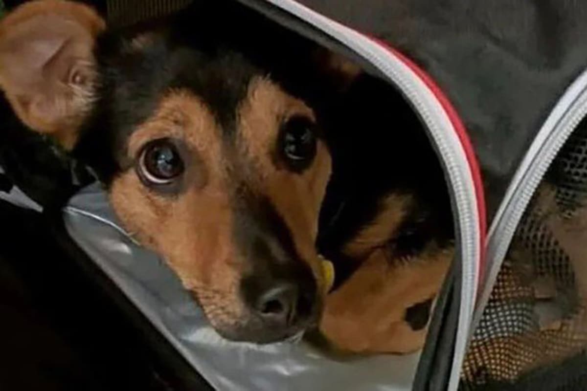 El perro Coco está retenido en el aeropuerto internacional de Ezeiza