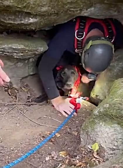 El perro de caza estaba hambriento, pero en buenas condiciones