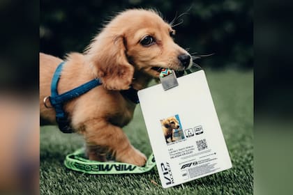 El perro de Charles Leclerc que causó furor en las redes sociales