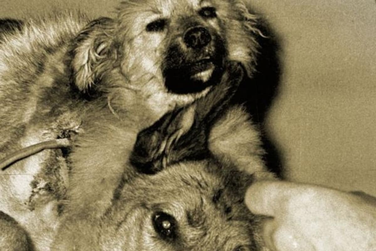 El perro de dos cabezas creado por el científico soviético Vladímir Demijov