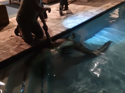 El perro de la familia descubrió que había un caimán en la piscina