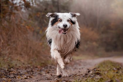 El perro de la familia se perdió en el bosque (Imagen ilustrativa: PIXABAY)