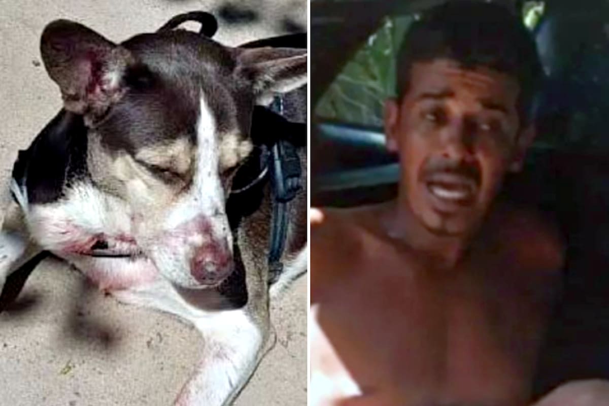El perro de la joven de 31 años permaneció al lado del cuerpo de su dueña tras el asesinato