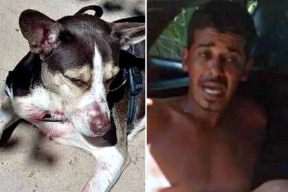 El perro de la joven de 31 años permaneció al lado del cuerpo de su dueña tras el asesinato