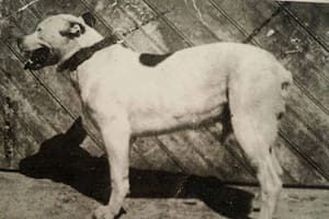 El perro de pelea cordobés se extinguió, pero dio camino al Dogo Argentino