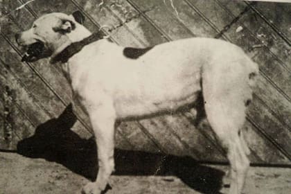 El perro de pelea cordobés se extinguió, pero dio camino al Dogo Argentino