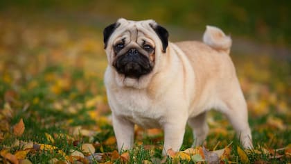 El perro de raza Pug sufre complicaciones cardíacas por su anatomía corporal