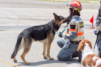 El perro de rescate Jennifer salvó a una mujer mayor atrapada bajo los escombros luego del potente terremoto en Japón