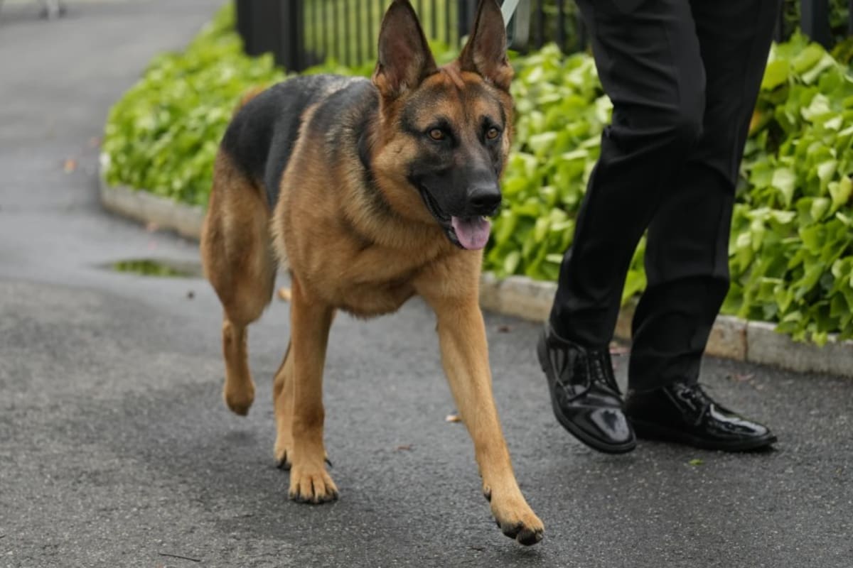 El perro del presidente Joe Biden, Commander, un pastor alemán, pasea fuera del ala oeste de la Casa Blanca en Washington