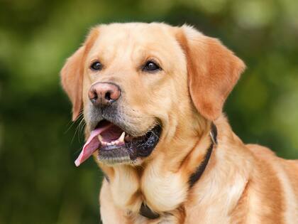El perro del video se trataba de un especimen de la raza labrador