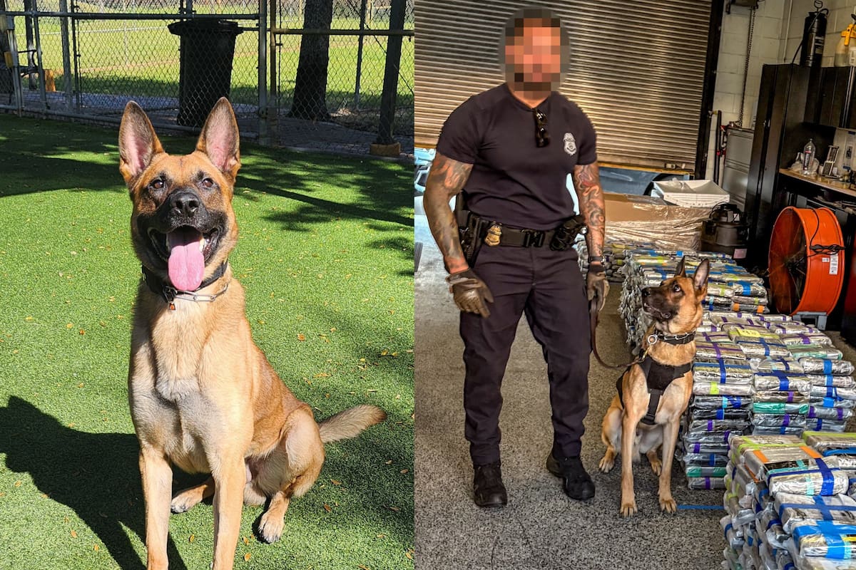 El perro detector K9 Joey fue clave para el hallazgo del cargamento