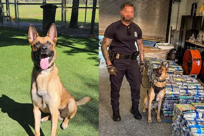 El perro detector K9 Joey fue clave para el hallazgo del cargamento