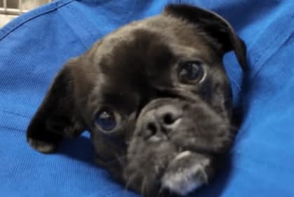 El perro Earl estaba asustado y herido, pero recibió atención y hoy se recupera en su casa