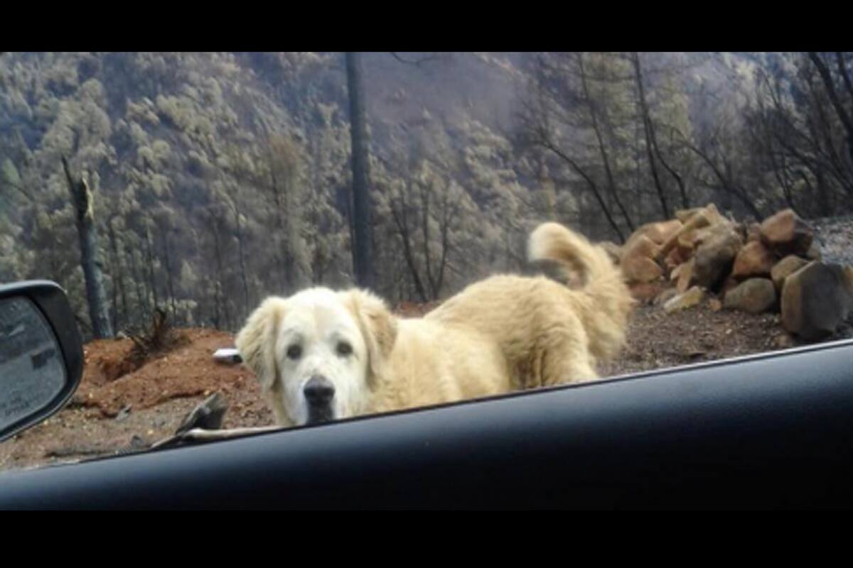 El perro esperó a su familia junto a los restos de la casa