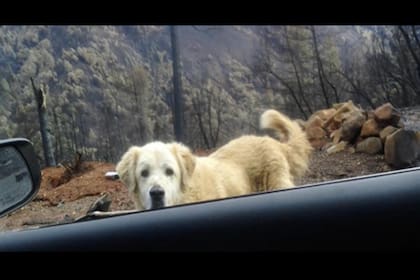 El perro esperó a su familia junto a los restos de la casa