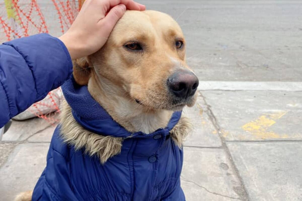 El perro está a la espera de su dueño en la puerta del hospital