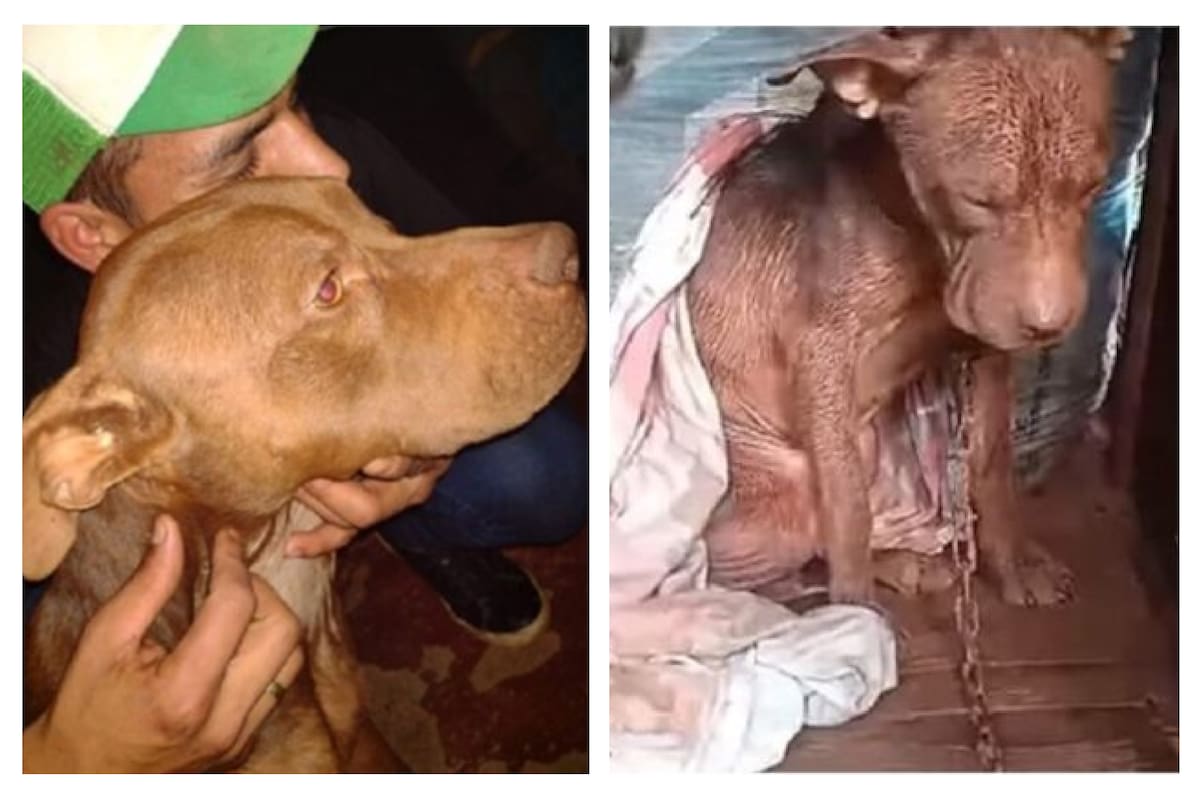 El perro está recuperándose junto al joven