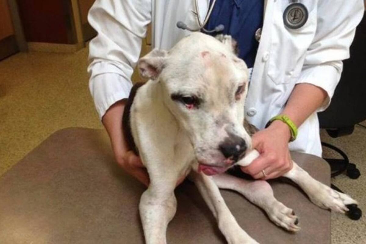 El perro fue encontrado en estado de abandono total