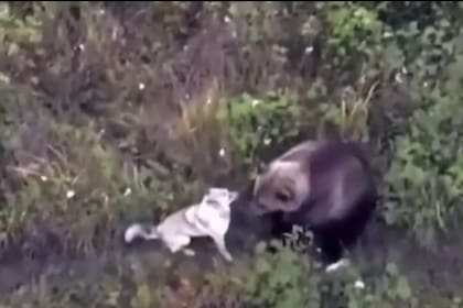 El perro fue hallado jugando con los osos