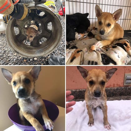 El perro fue liberado y resguardado por una asociación animalista