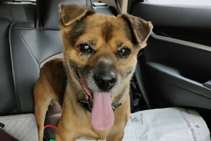 El perro fue llevado a un refugio de animales y varias personas mostraron interés en adoptarlo