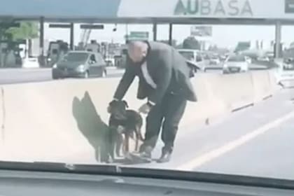 El perro fue rescatado en la autopista