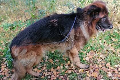 El perro fue sacrificado por una enfermedad grave que finalmente no tenía