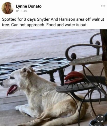 El perro Ghost sobrevivió nueve meses en el desierto, con escasa comida y agua