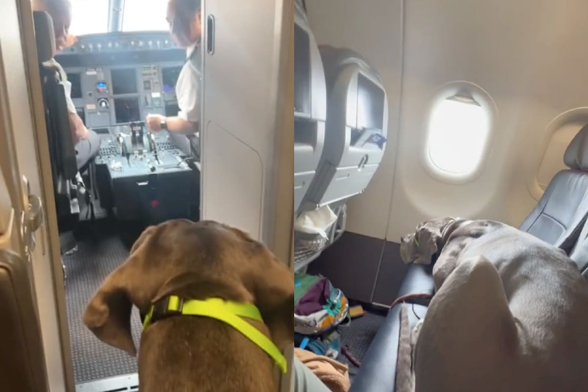 El perro gran danés sorprendió a los pasajeros de un vuelo de American Airlines