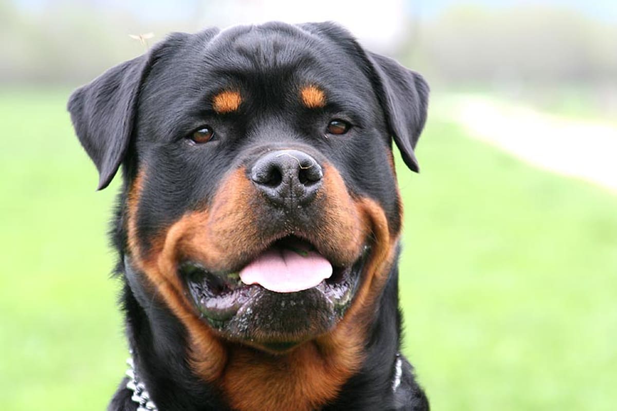 El perro guió a su dueño con sus ladridos para que encontrara al bebé