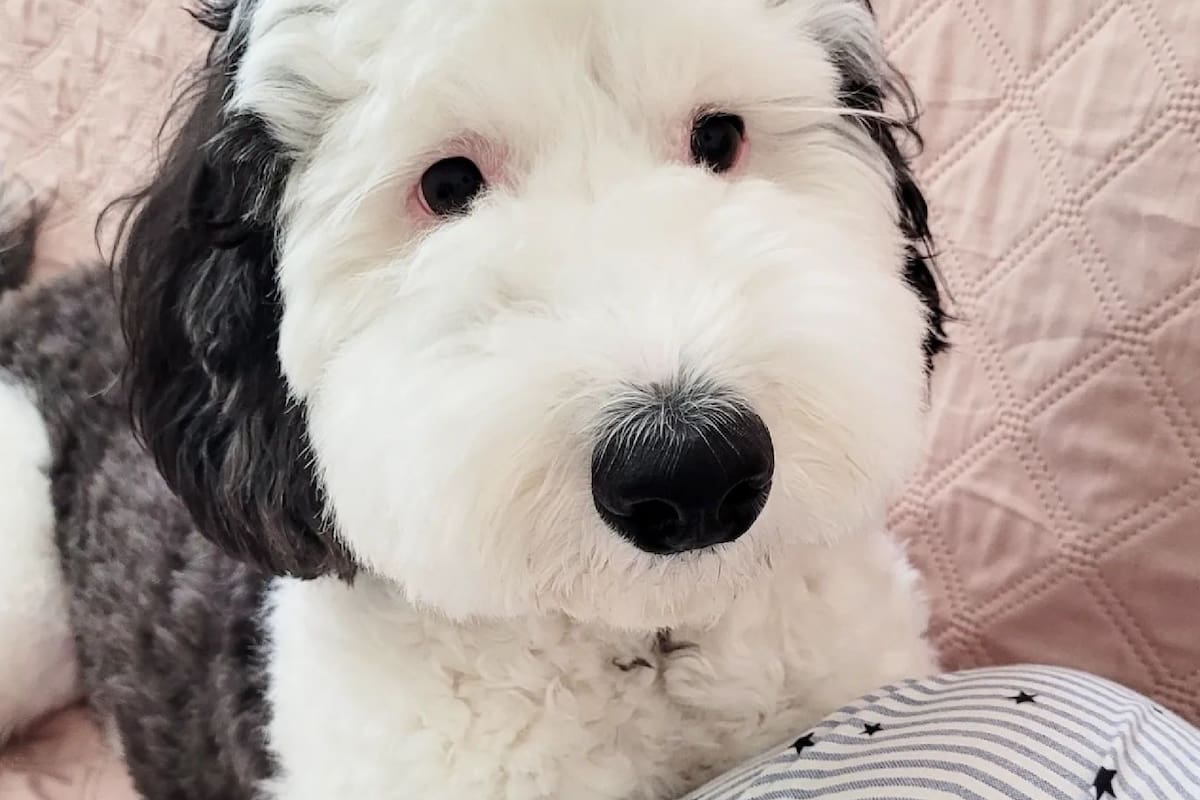 El perro idéntico a Snoopy vive en Estados Unidos y se llama Bayley