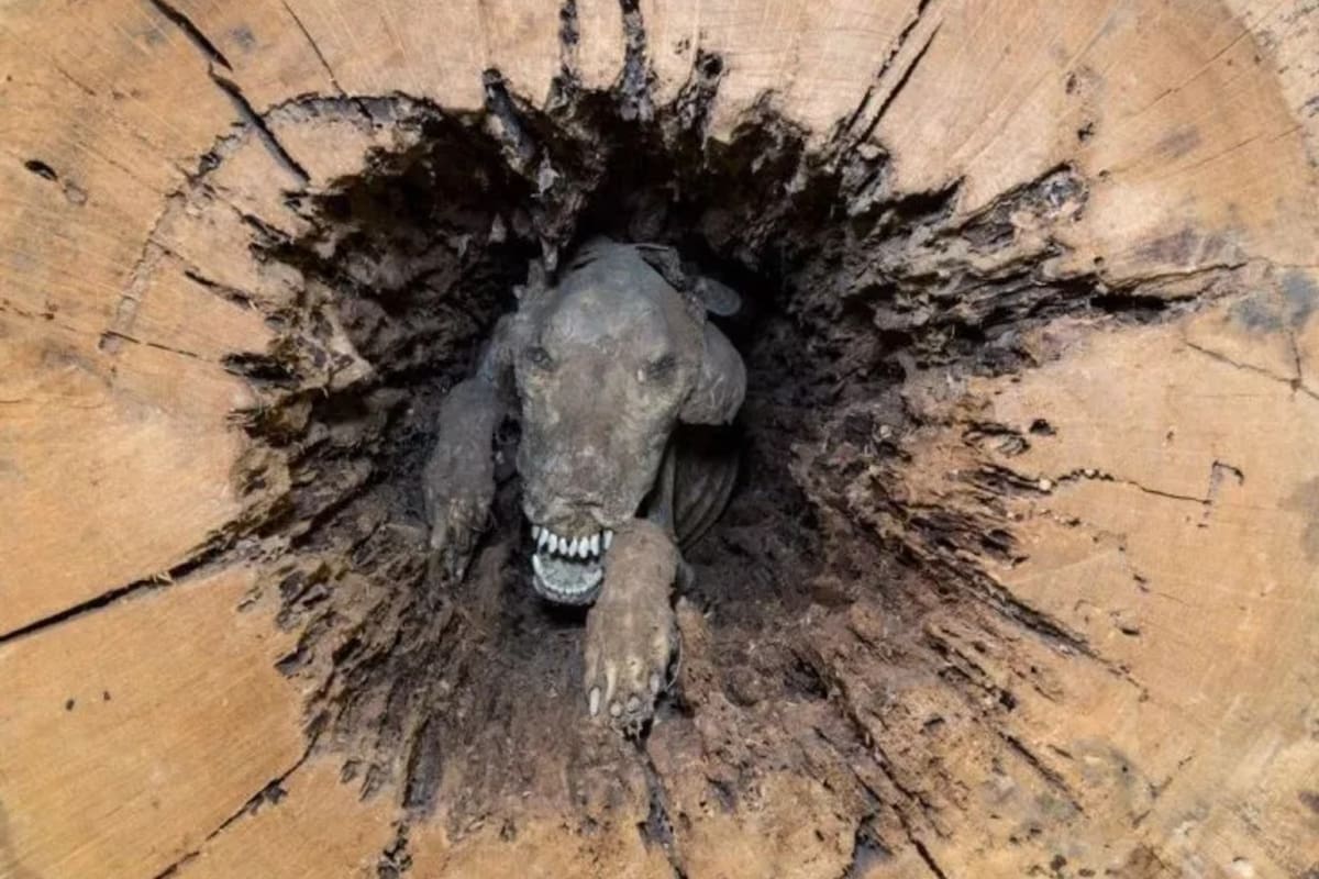 El perro logró conservarse gracias a las condiciones naturales del árbol