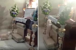 El perro logró dar su último adiós a su amo y enterneció a todos los presentes
