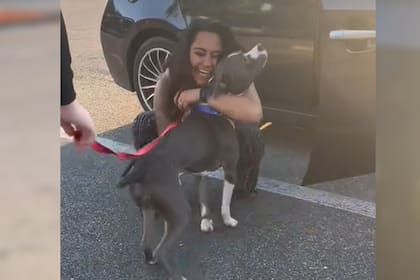 El perro logró ser entregado a su dueña gracias a un microchip que tenía bajo su piel