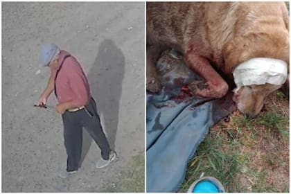 El perro malherido luego de la agresión