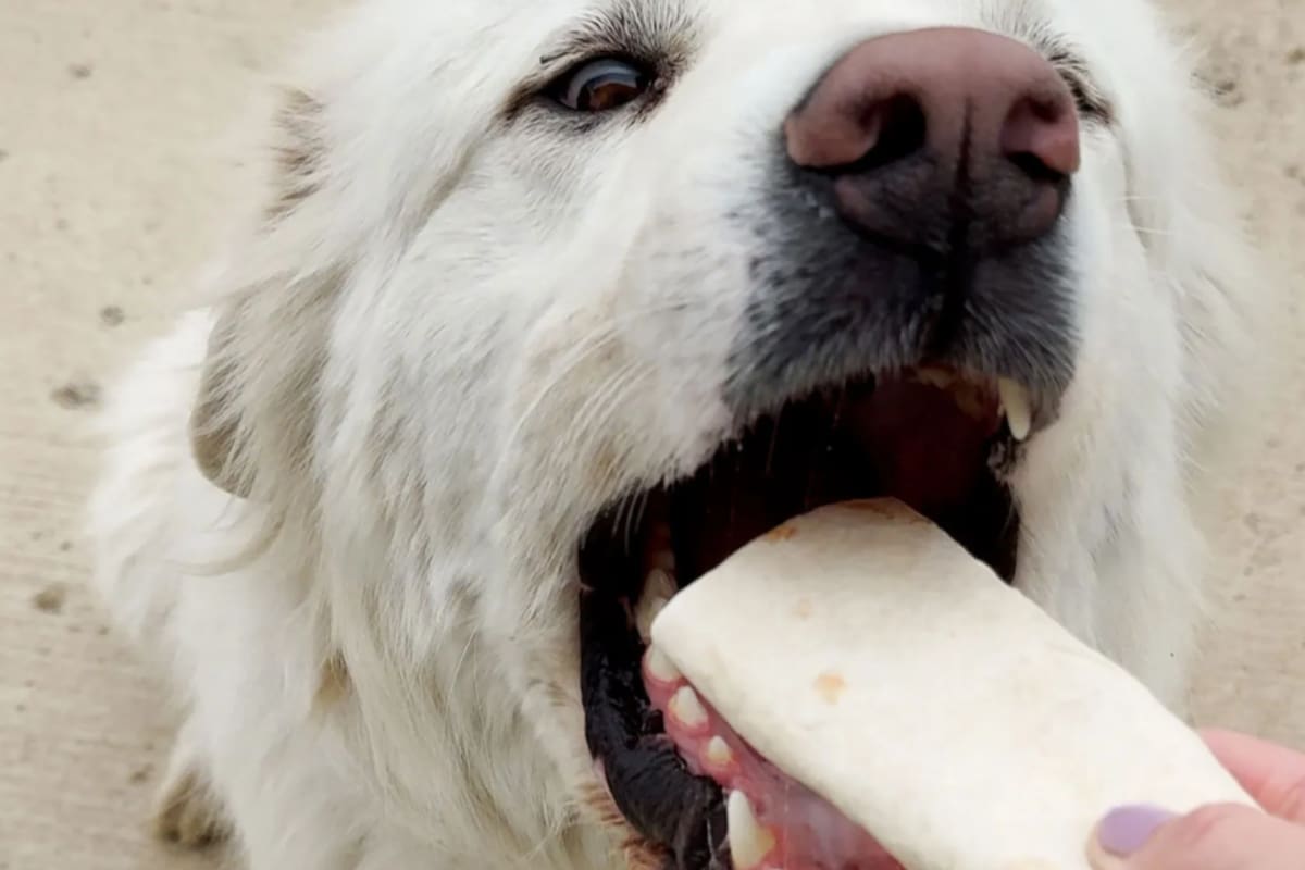 El perro Max protagonizó una aventura digna de una película (Foto: People)