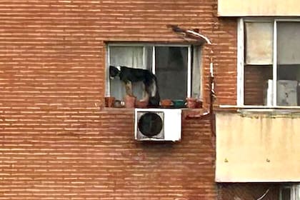 El perro pasaba horas atrapado en la ventana del sexto piso del departamento ubicado sobre Vuelta de Obligado, barrio porteño de Belgrano