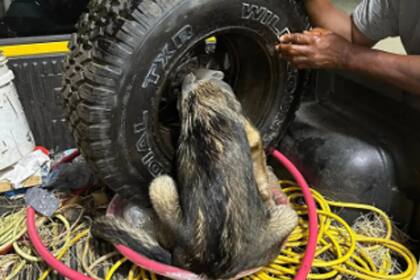 El perro permaneció con la cabeza atorada en la llanta durante varias horas