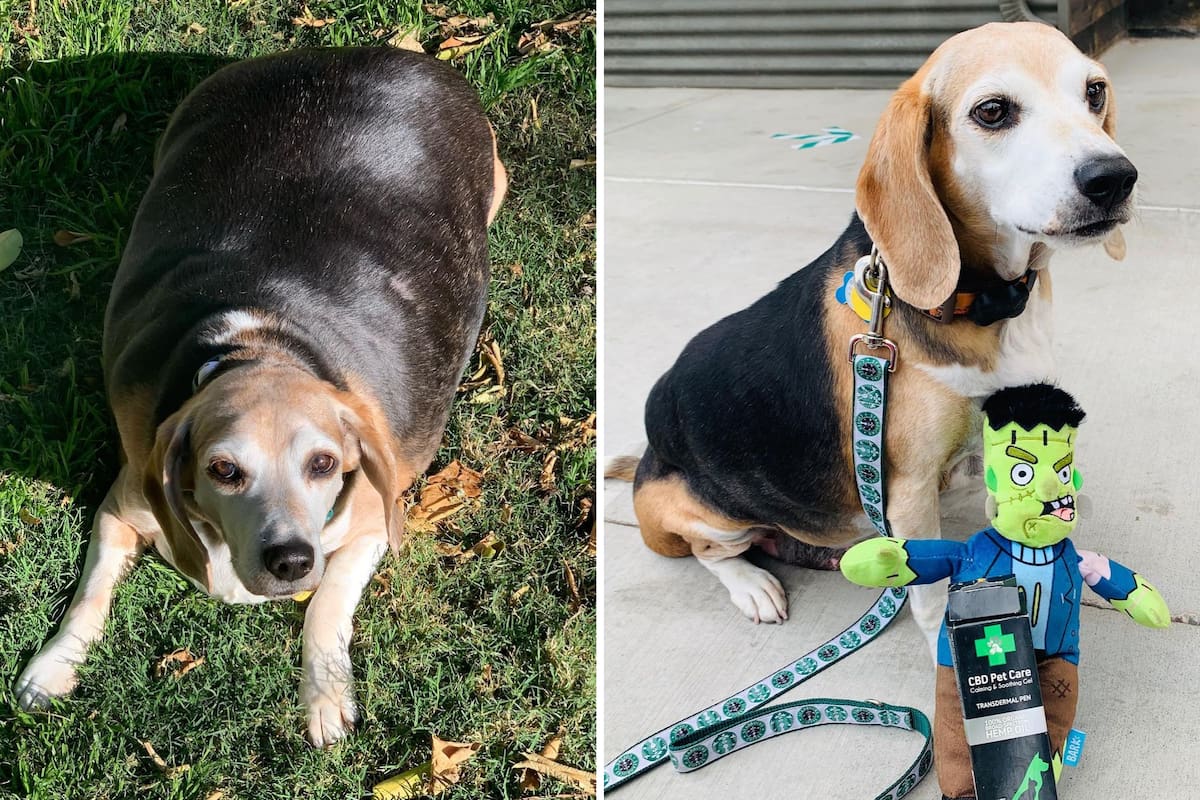 El perro pesaba más de 40 kilos