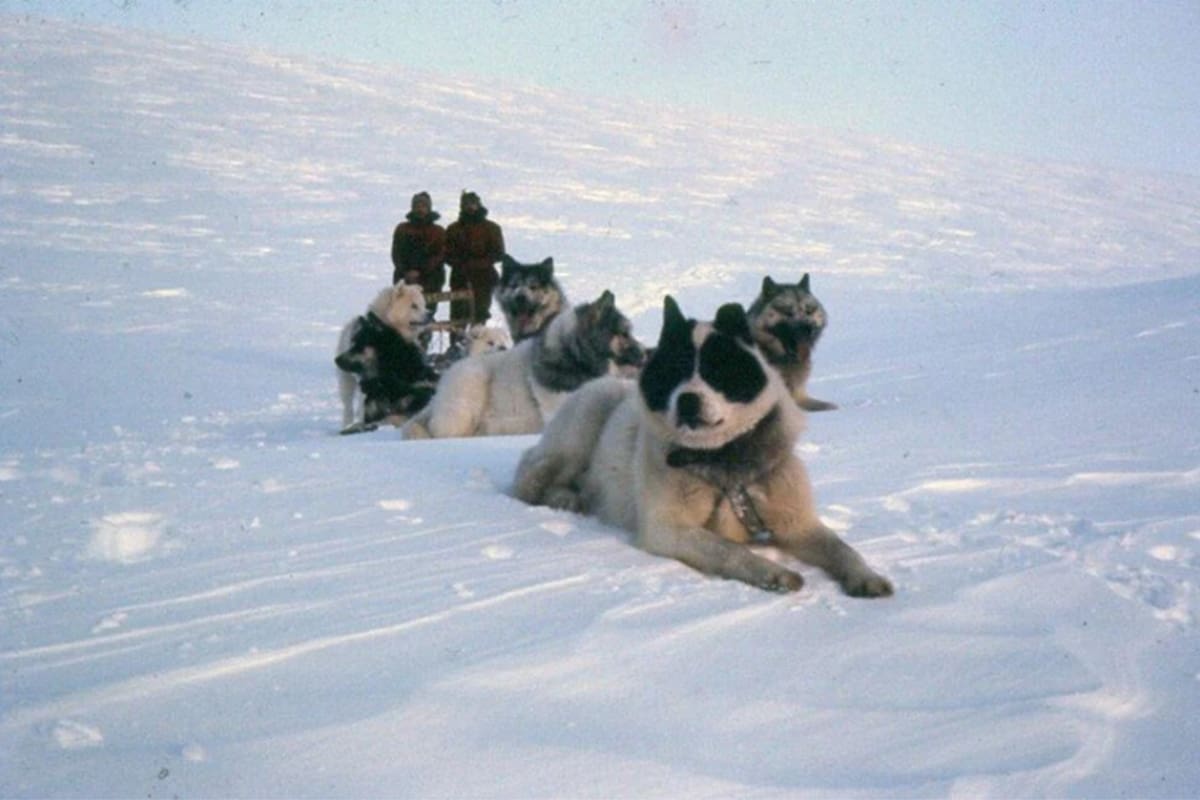 El perro polar argentino, que se extinguió en la década de los 90