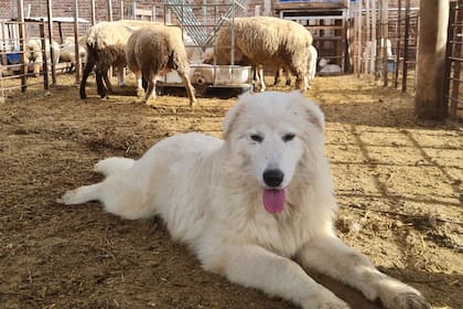 El Perro Protector de Ganado