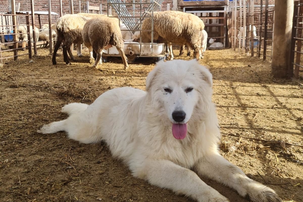 El Perro Protector del Ganado reconocido dentro de la Ley Ovina 25.422