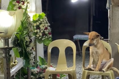 El perro que asistió al funeral de su dueña y se volvió viral (Foto: captura TikTok)