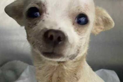 El perro que se convirtió en héroe