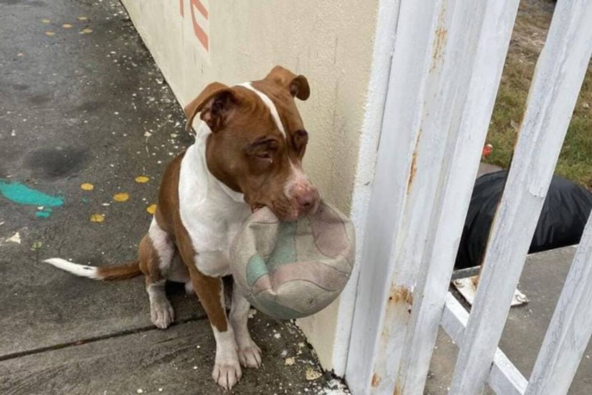 El perro que se volvió viral por querer jugar con los niños de una escuela