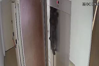 Un músico salvó a un perro que se estaba asfixiando en un ascensor