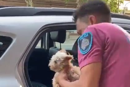 El perro quedó encerrado el domingo cuando las temperaturas rozaban los 38 grados